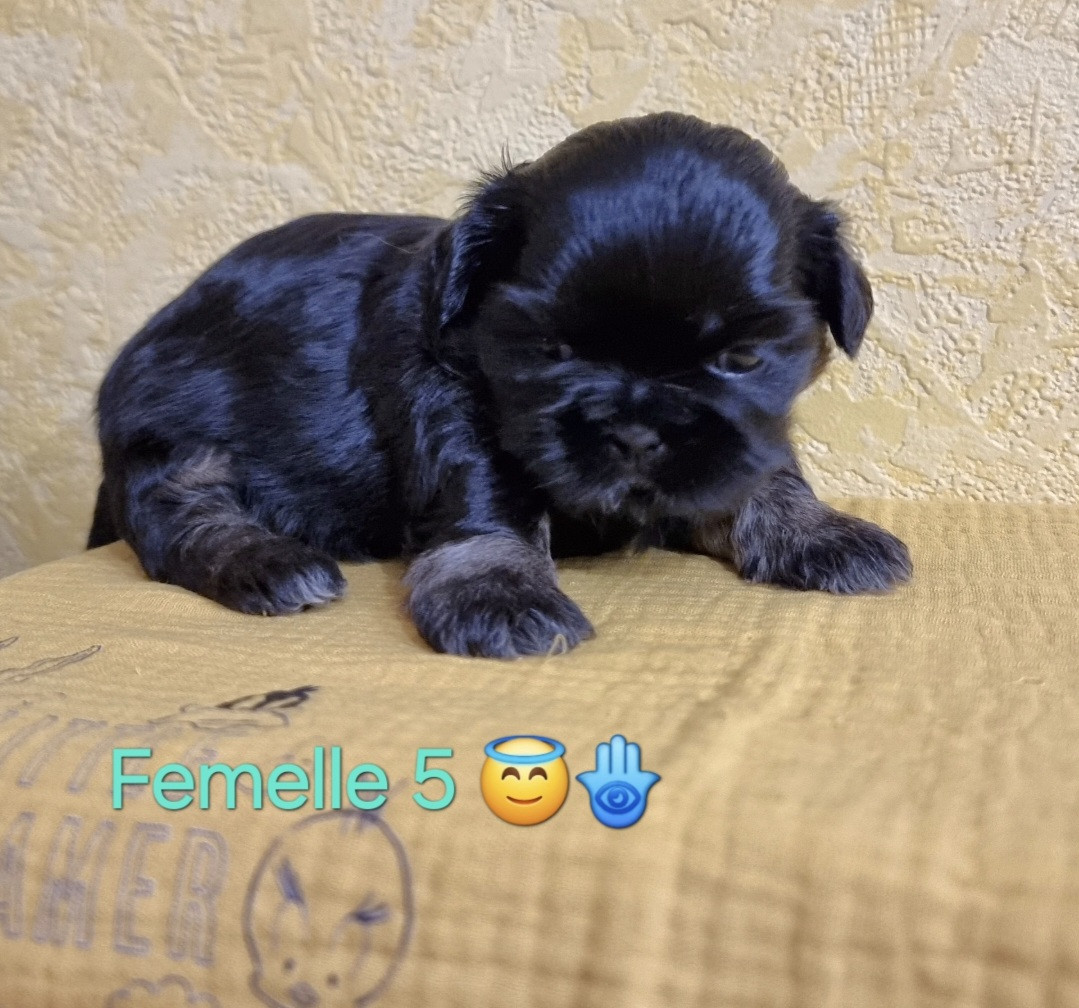CHIOT 5