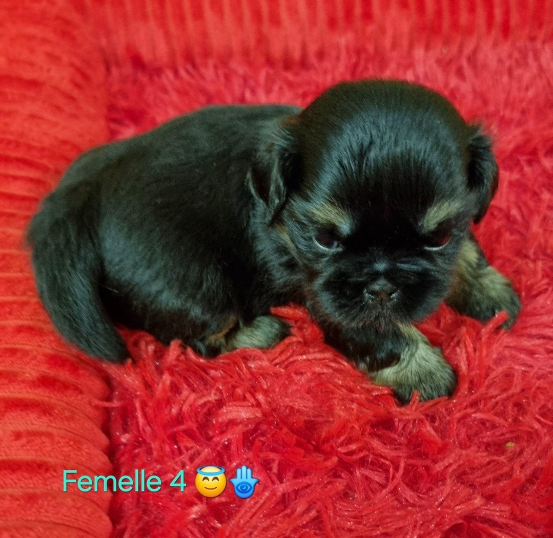 CHIOT 5