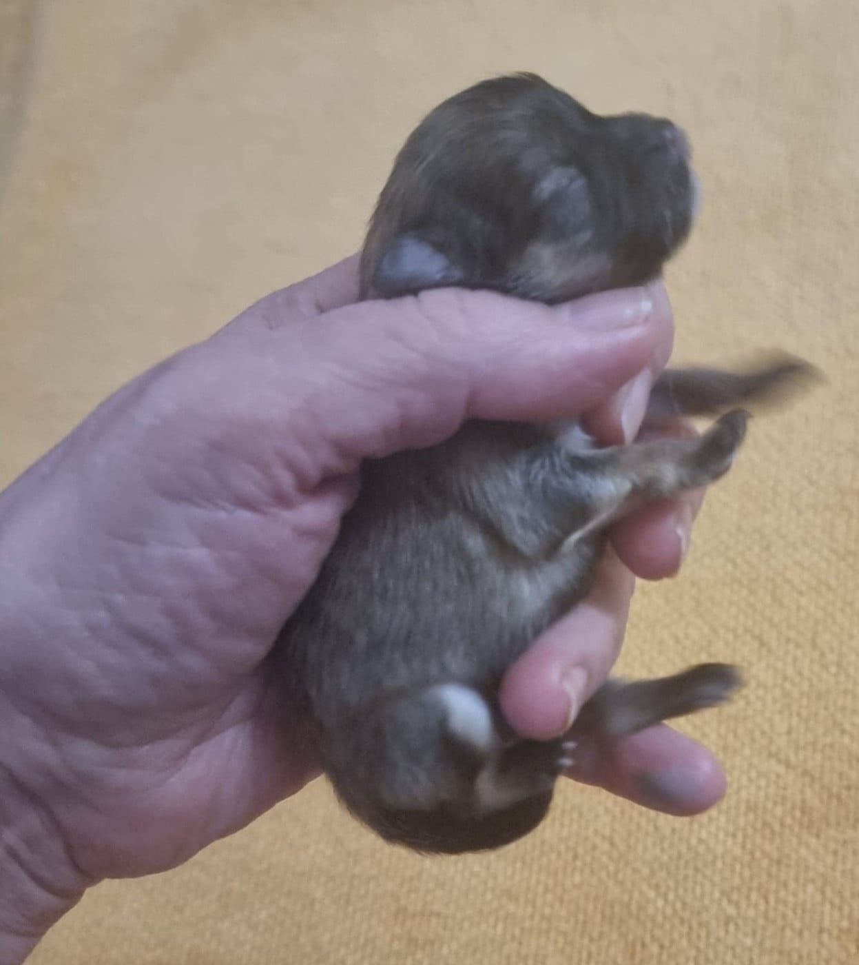 CHIOT 1