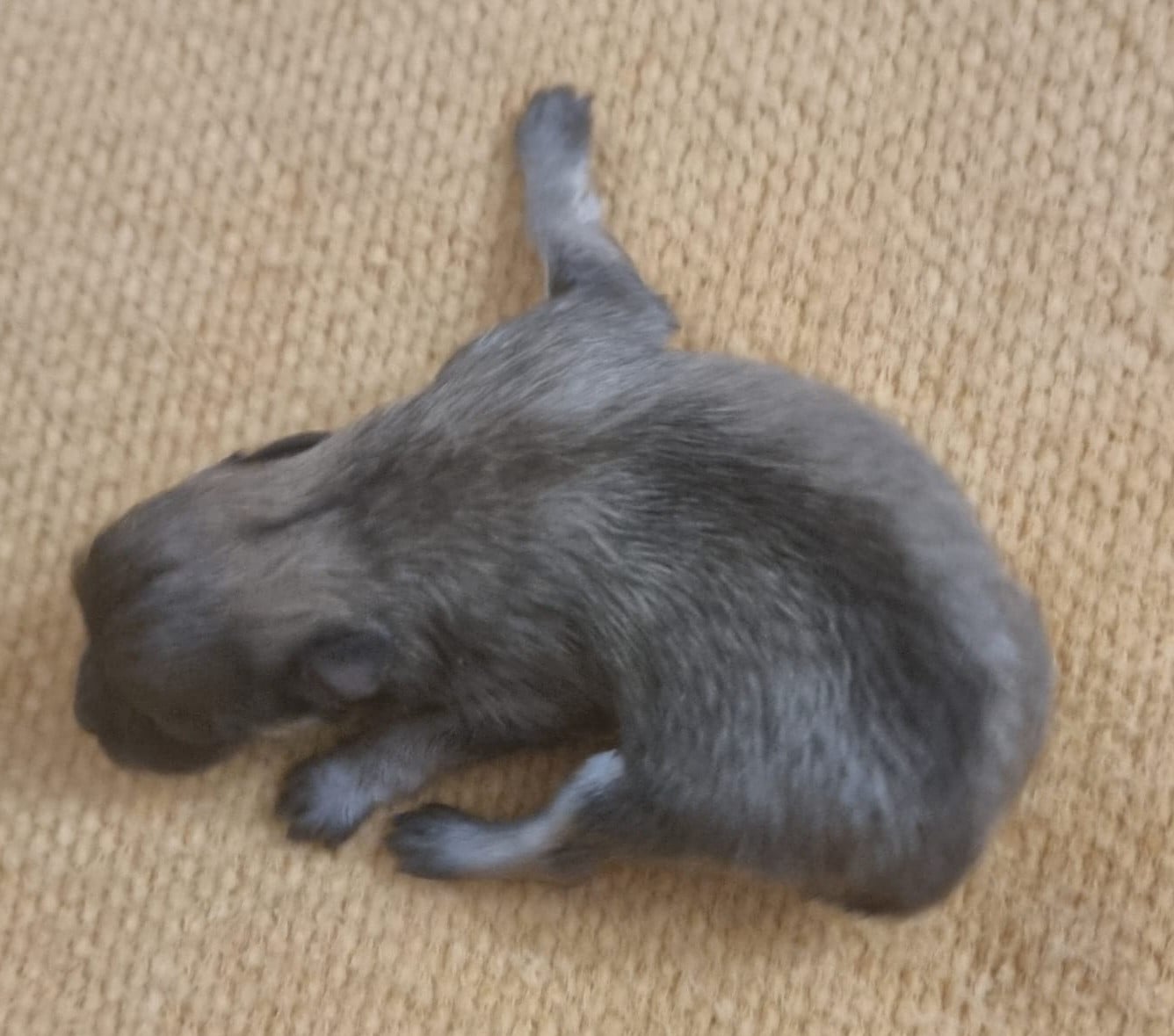 CHIOT 1