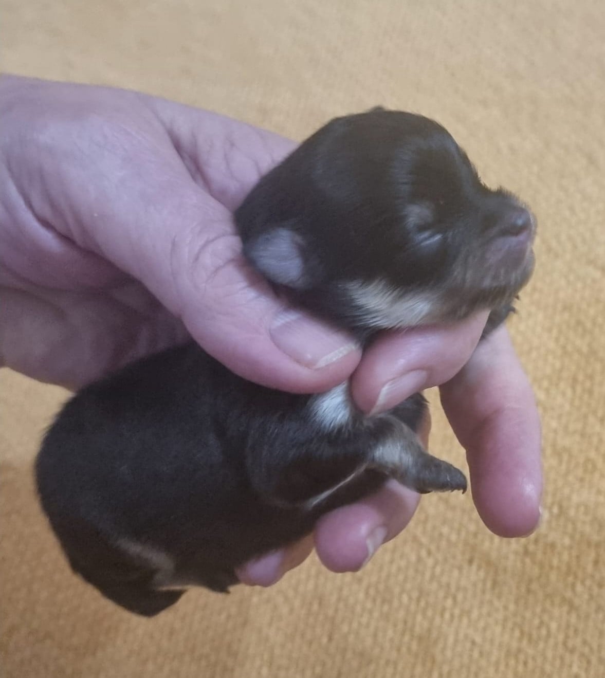 CHIOT 2