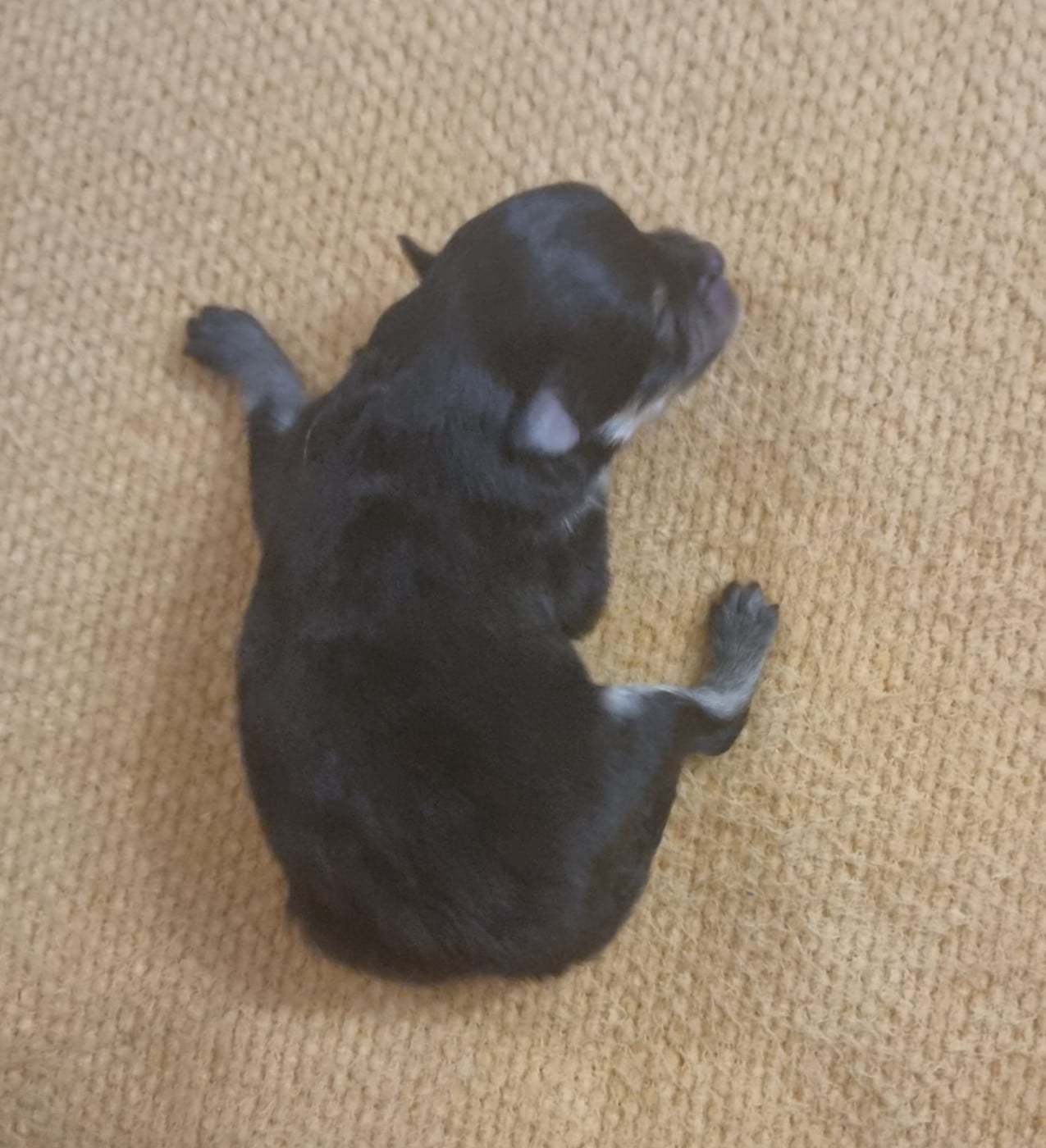 CHIOT 2