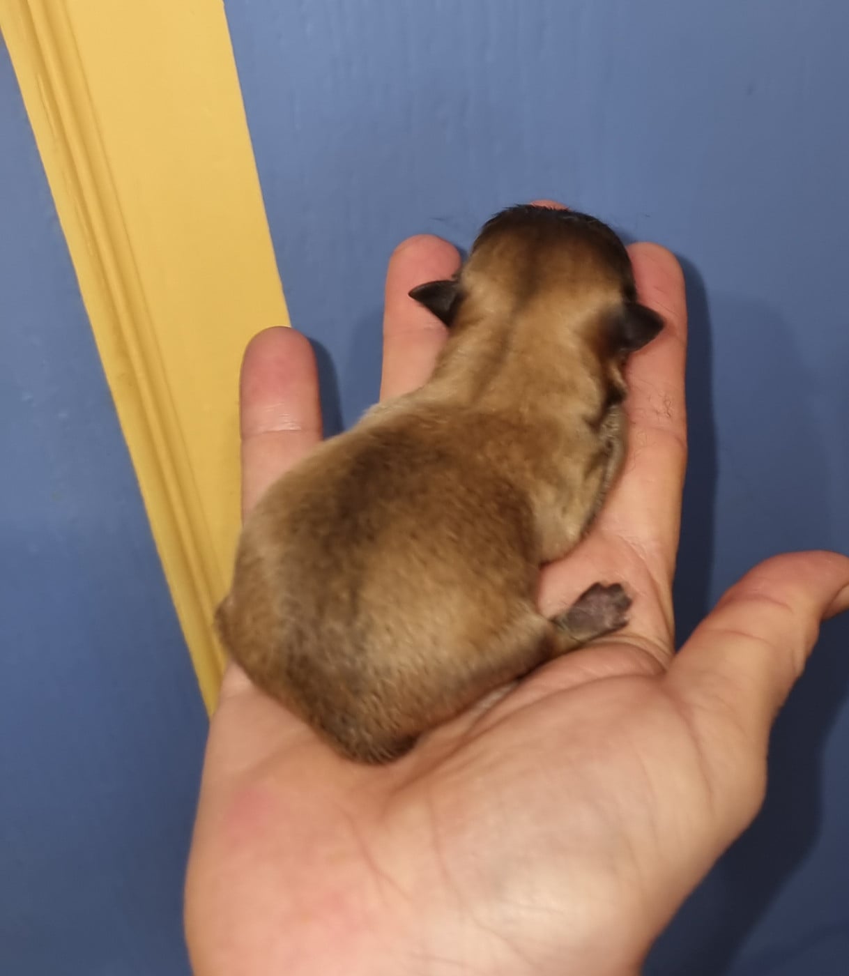 Bxxxx - CHIOT 2