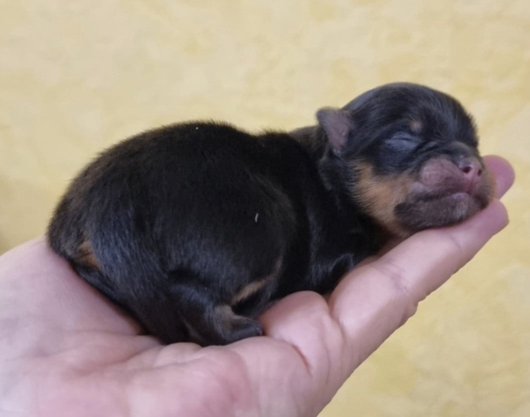 Bxxxx - CHIOT 3