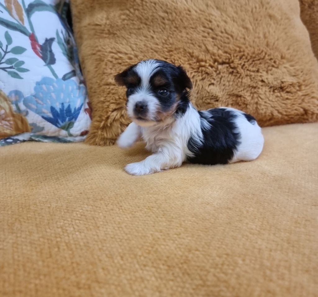 A-JOY - CHIOT Femelle 1