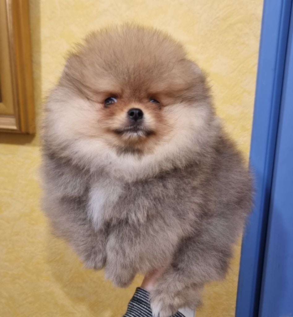 ARIALO - CHIOT Mâle 2