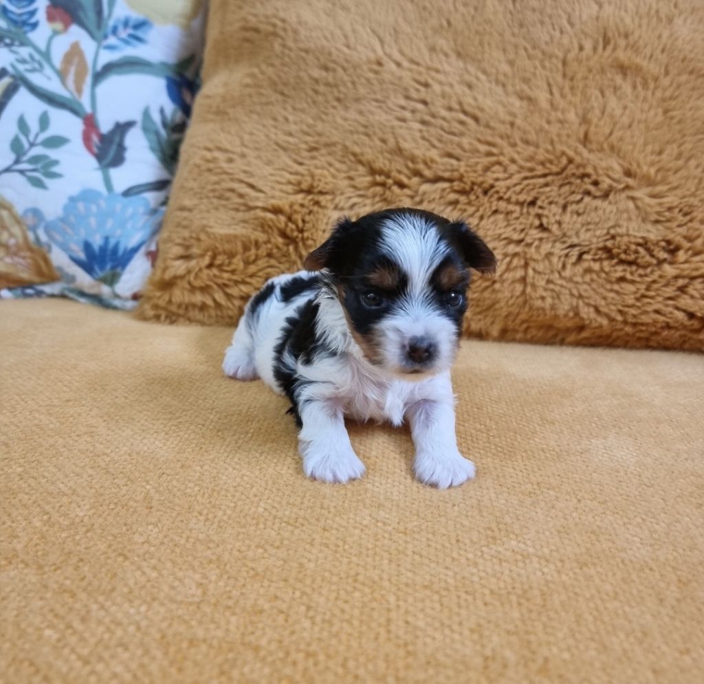 A-JOY - CHIOT Femelle 1