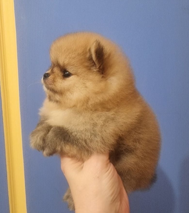 AIKO - CHIOT Femelle 1