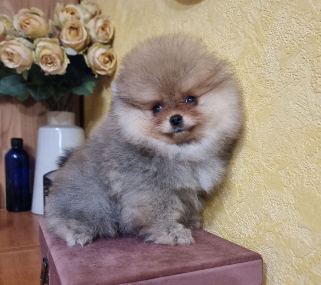 ARIALO - CHIOT Mâle 2