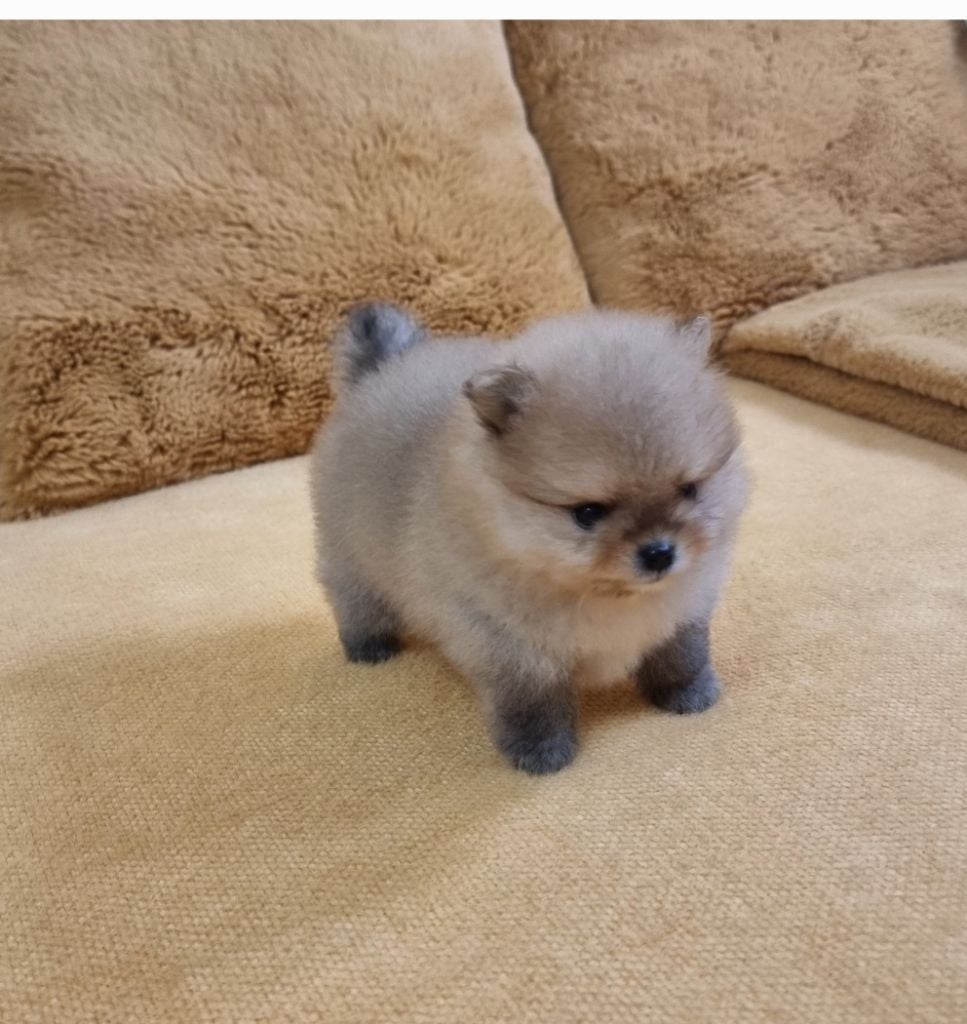 AIKO - CHIOT Femelle 1