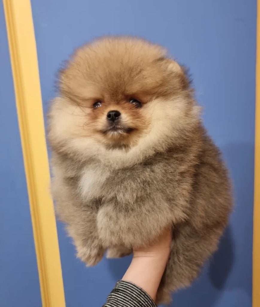 ARIALO - CHIOT Mâle 2