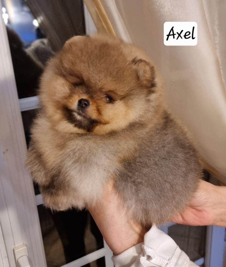 AXEL - CHIOT Mâle 1