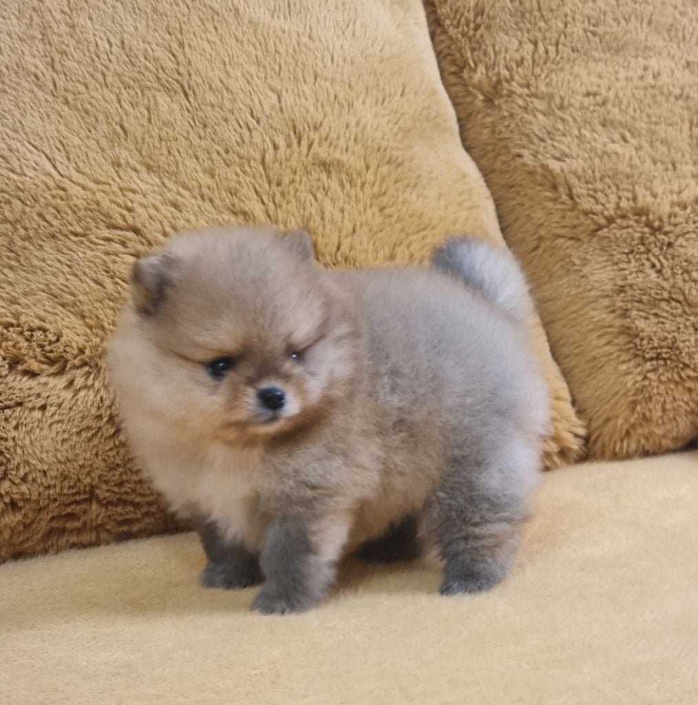 AIKO - CHIOT Femelle 1