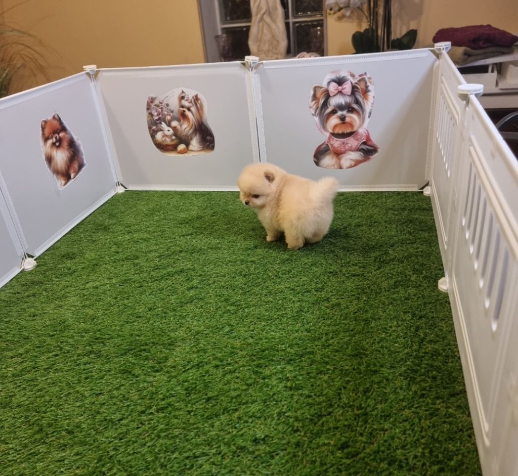 ANGELIC - CHIOT Femelle 1