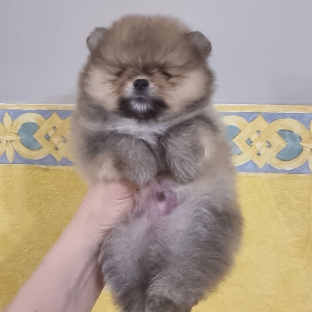 ANTON - CHIOT Mâle 1