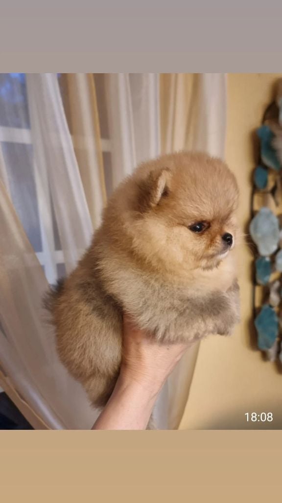 AIKO - CHIOT Femelle 1