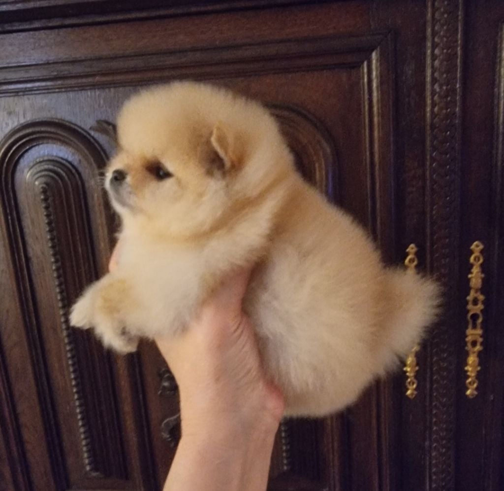 ANGELIC - CHIOT Femelle 1