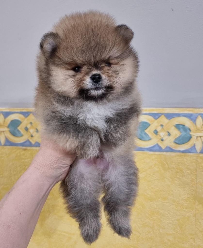 ANTON - CHIOT Mâle 1