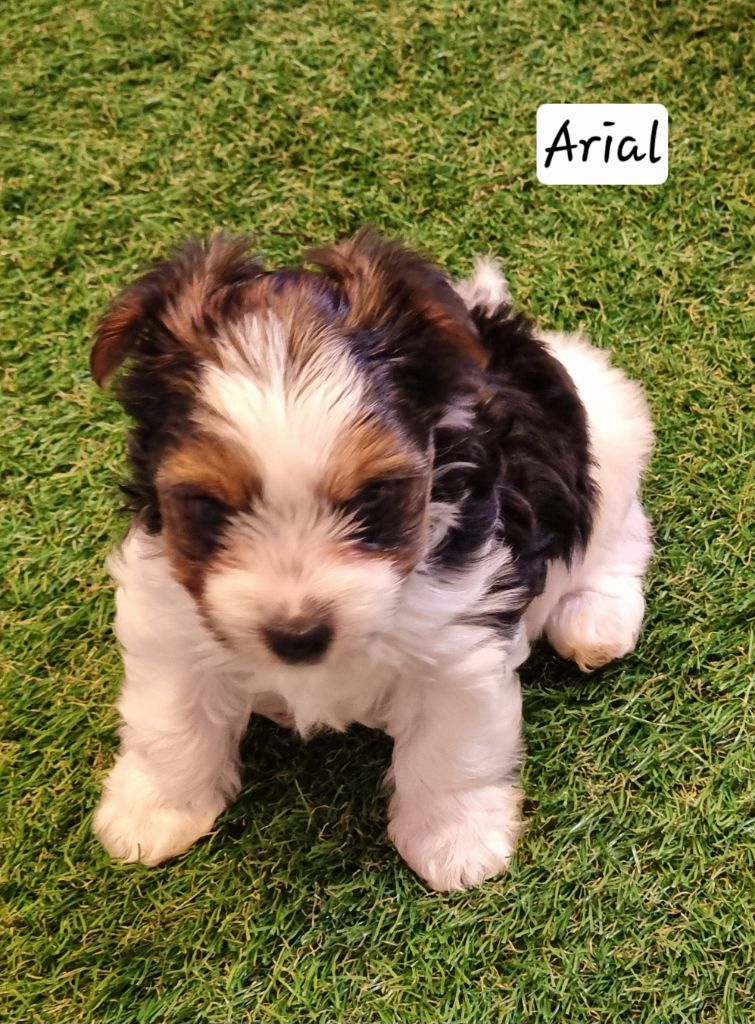 ARIAL - CHIOT Femelle 2