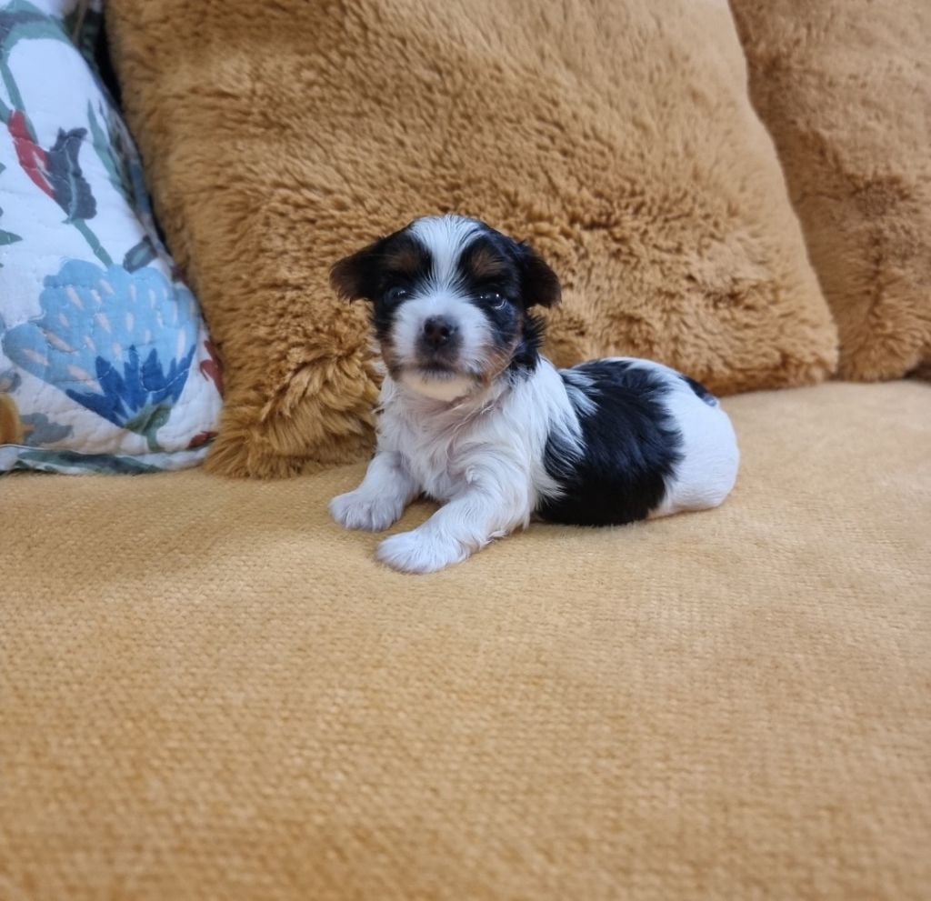 A-JOY - CHIOT Femelle 1