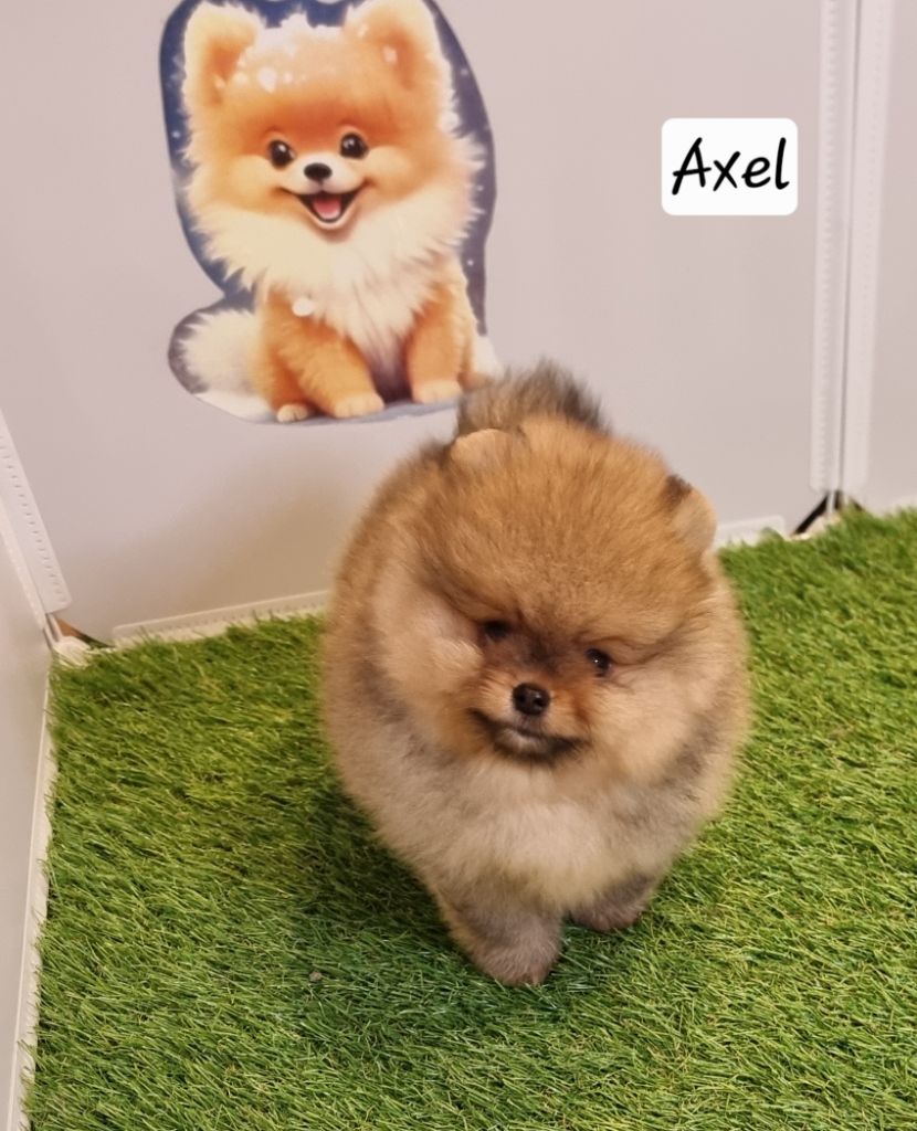 AXEL - CHIOT Mâle 1