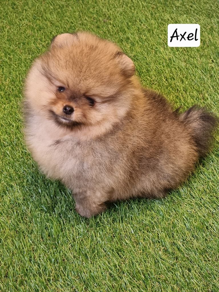 AXEL - CHIOT Mâle 1