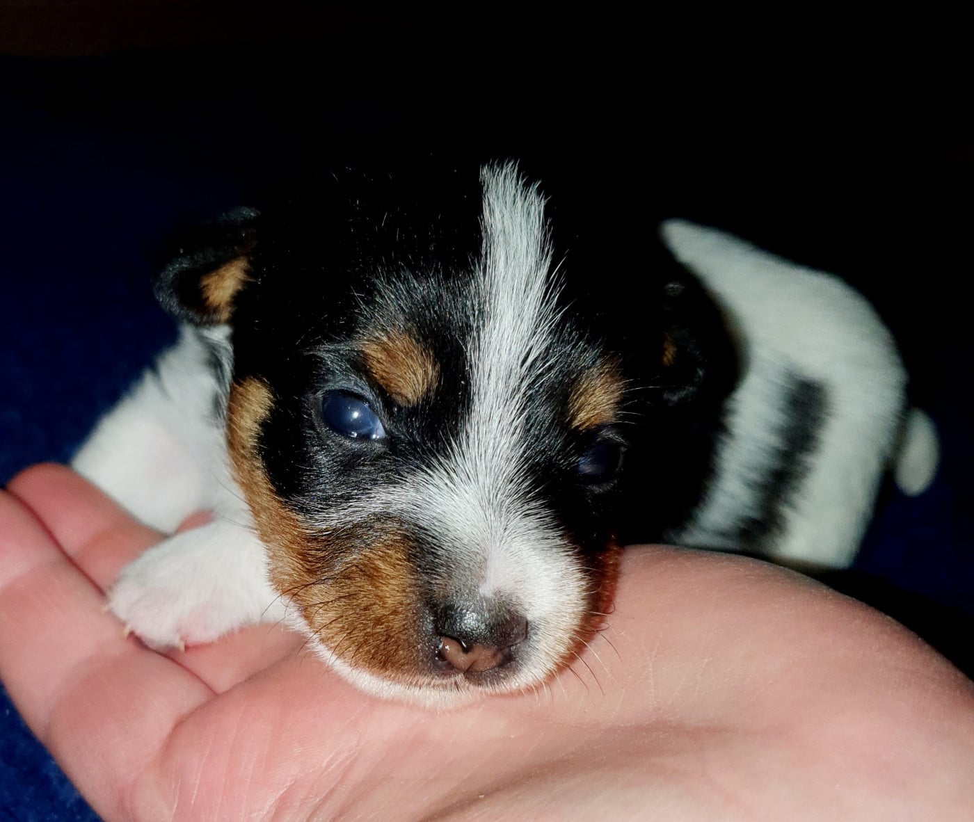 Jack Russell Terrier - Du Domaine Du Varandin