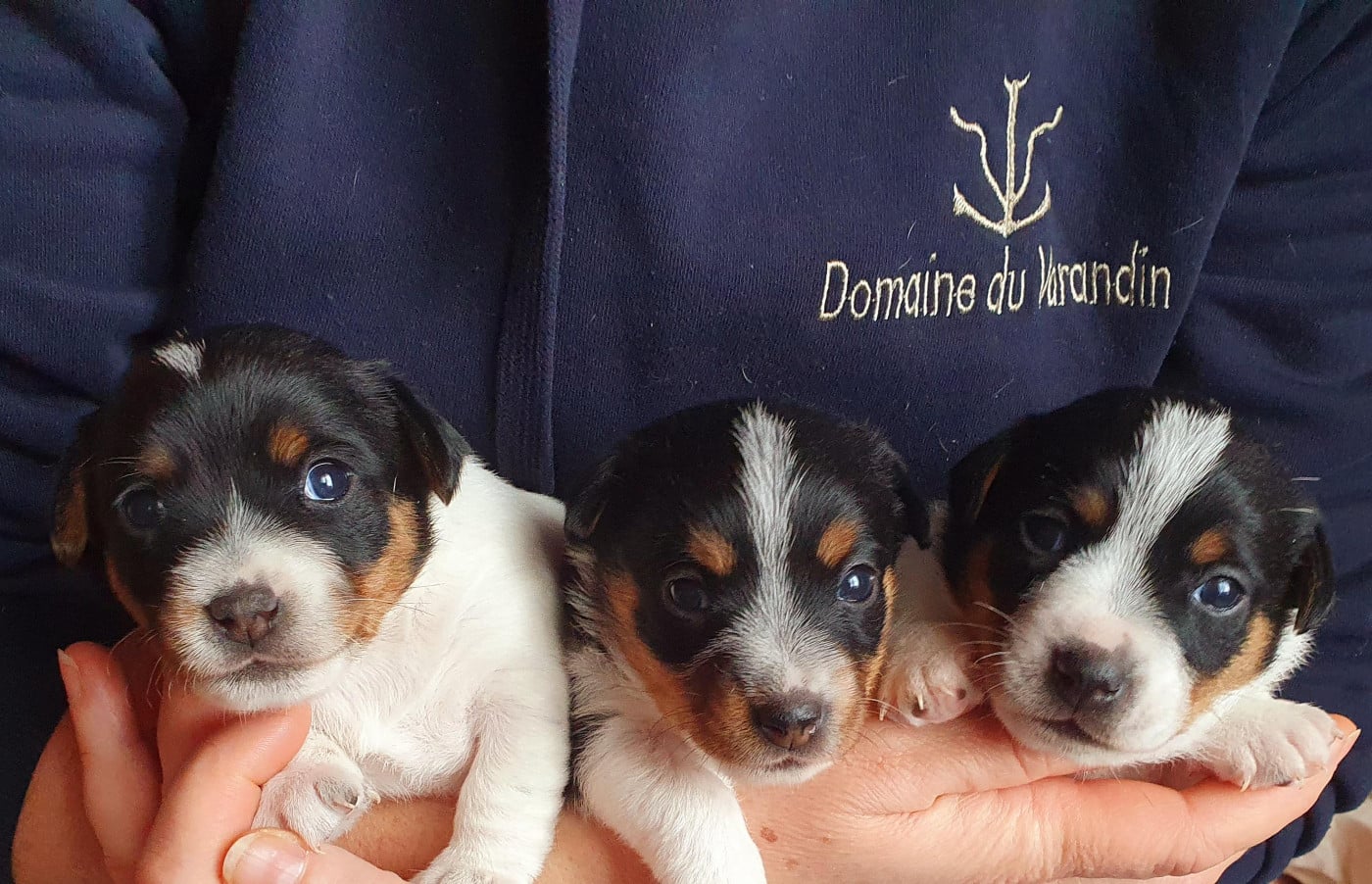 Jack Russell Terrier - Du Domaine Du Varandin