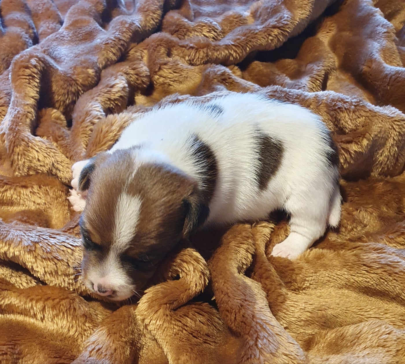 Jack Russell Terrier - Du Domaine Du Varandin