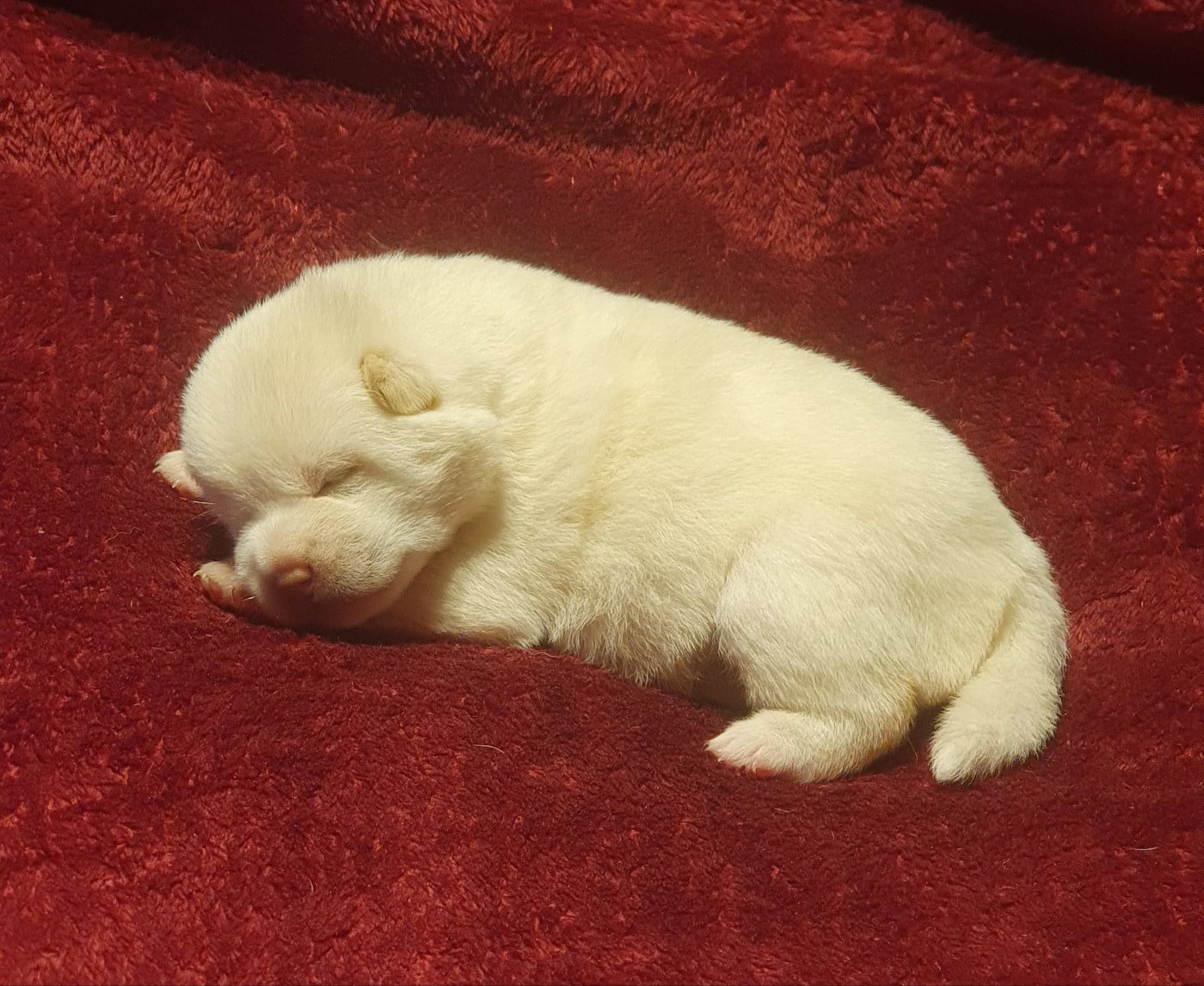 Shiba - Du Domaine Du Varandin