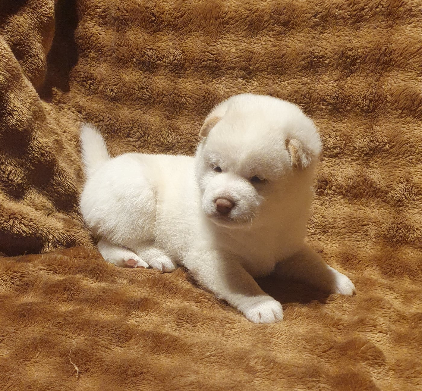 Shiba - Du Domaine Du Varandin