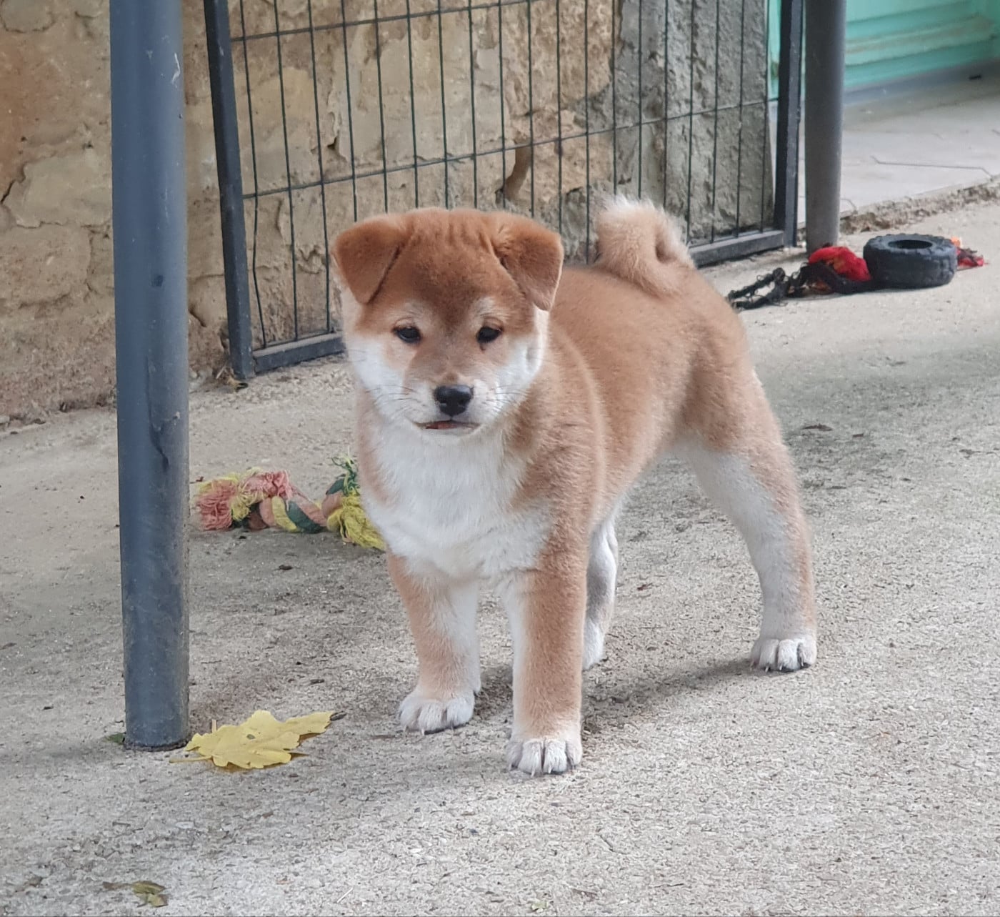 Shiba - Du Domaine Du Varandin