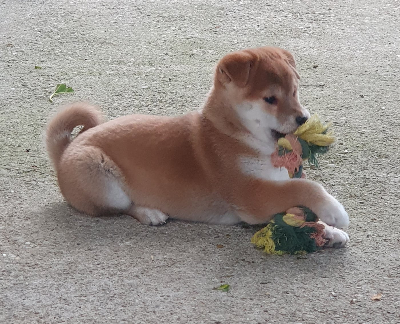 Shiba - Du Domaine Du Varandin