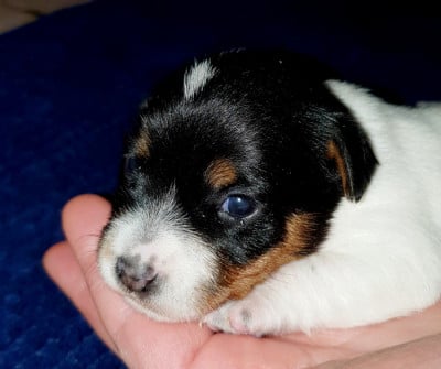 Les chiots de Jack Russell Terrier