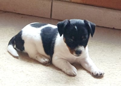Les chiots de Jack Russell Terrier