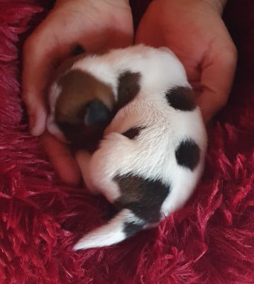 Jack Russell Terrier