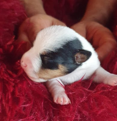 femelle 2 - Jack Russell Terrier