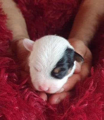 mâle 4 - Jack Russell Terrier