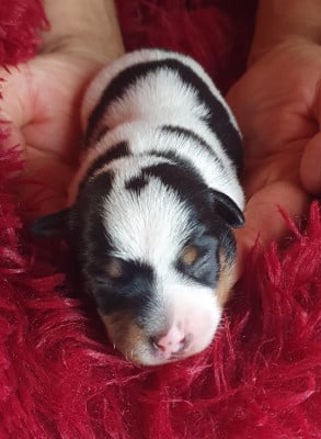 mâle 5 - Jack Russell Terrier