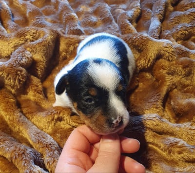 Les chiots de Jack Russell Terrier