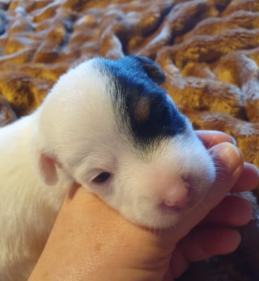 Les chiots de Jack Russell Terrier