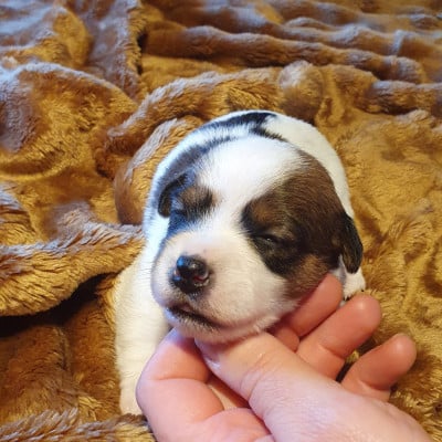 Les chiots de Jack Russell Terrier