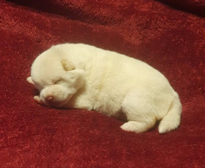 Les chiots de Shiba