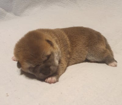 Les chiots de Shiba