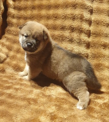 Les chiots de Shiba