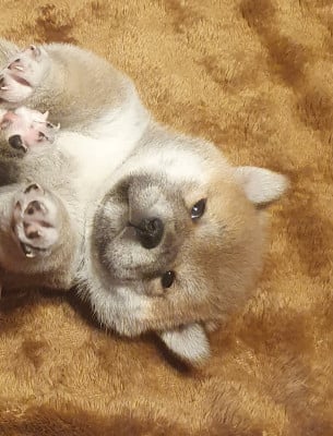 Les chiots de Shiba