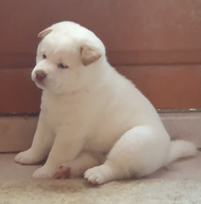 Les chiots de Shiba