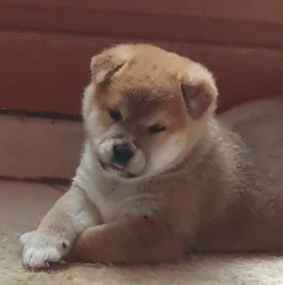 Les chiots de Shiba