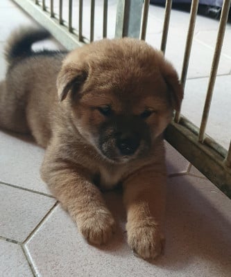 Les chiots de Shiba