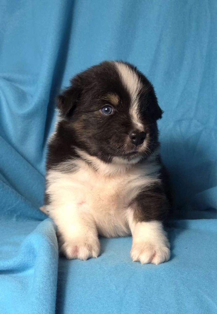 Berger Australien - Fortuna Lovi